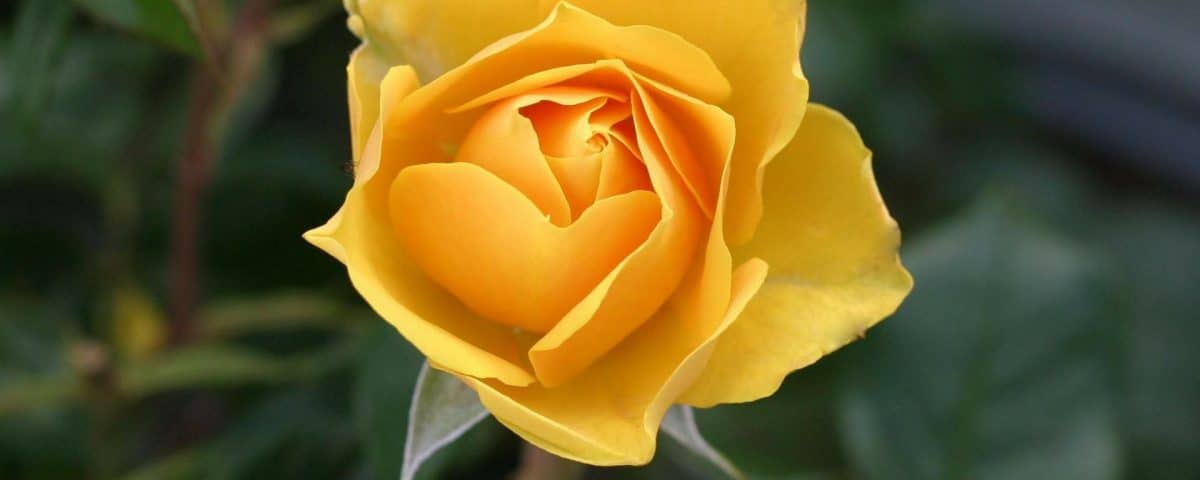 Rose Gelb Pflanzenstark.com