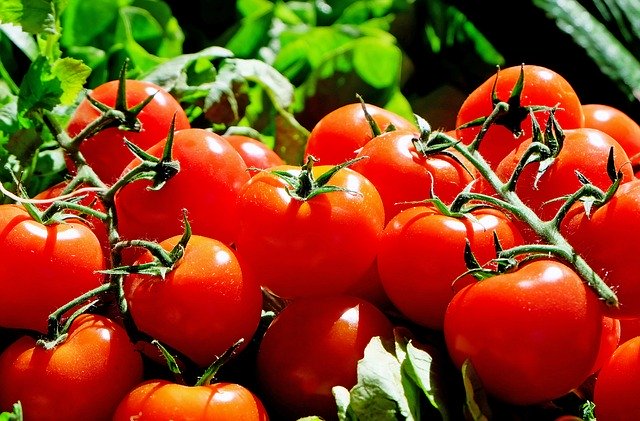 Tomaten im Gemüsegarten